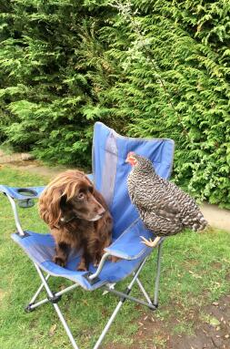 Libby der Spaniel und Sybil der Speckledy