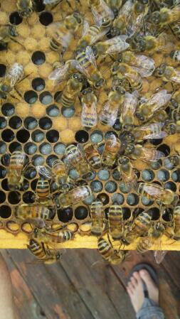 Bienen