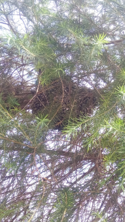 Ich habe keinen genaueren Schuss bekommen, aber das sind Bienen, die auf einem Baum Honig machen