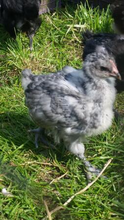 Baby Orpingtons genießen die Sonne