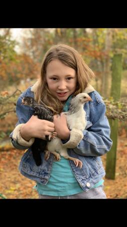 Zwei Chooks