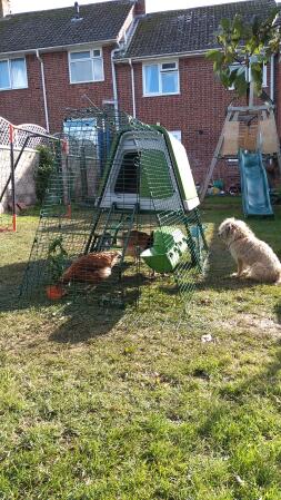 Penny the Border Terrier bewacht ihre neuen Hühner!