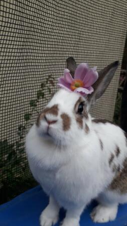 Kaninchen mit blume auf dem kopf