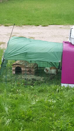 Ein ein meter langer auslauf für ein meerschweinchen mit einem lila Go häuschen