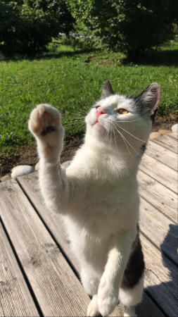 Eine verspielte katze, die ihre pfote hochhält.