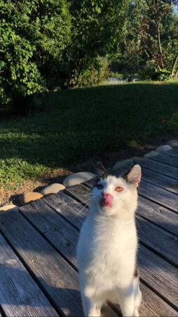 Eine verspielte katze, die sich die lefzen leckt.