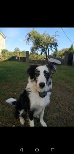 Ein schwarz-weißer hund saß in einem garten