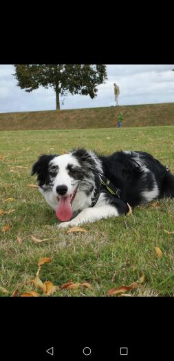 Ein schwarz-weißer hund, der im gras auf einem feld liegt