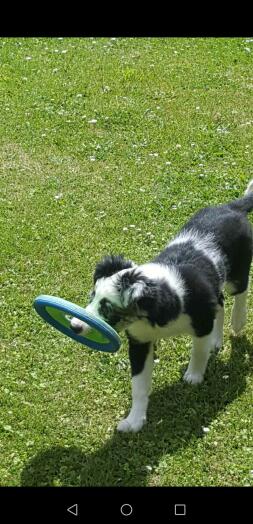 Ein schwarz-weißer hund, der ein spielzeug im maul hält und durch einen garten läuft