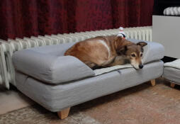 Hund schläft auf Omlet Topology hundebett mit grauer nackenrolle