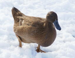 Ente im Schnee