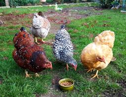 Hühner fressen futter vom boden
