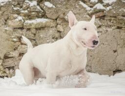 Ein weißer bullterrier läuft durch Snow