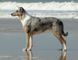 Ein schöner hund, der am meer steht.