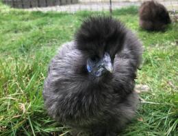 Lunar - mein silbernes Rebhuhn-Miniatur-Silkie