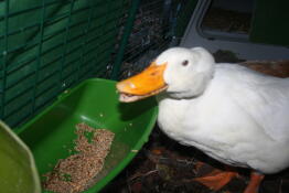 Enten in Omlet Eglu entenhaus auslauf fressen vom futterhäuschen