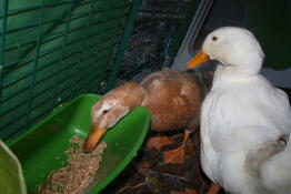 Enten in Omlet Eglu entenhaus auslauf fressen vom futterhäuschen