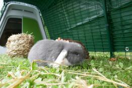 Ein kleines grau-weißes kaninchen genießt das gras in seinem gehege