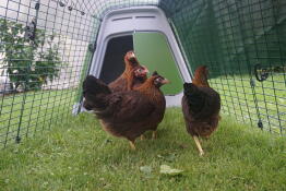 Unsere vier Hennen und ihr neues Zuhause :-)
