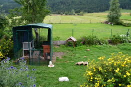 Omlet spaziergang im meerschweinchenauslauf im garten