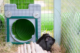 Der türrahmen und das türset von der innenseite des käfigs - die grünen schutzgitter sorgen für die sicherheit der meerschweinchen Going hin und her