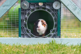 Jersey das meerschweinchen in ihrem Omlet Zippi tunnel