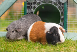 Die meerschweinchen sind dank ihres Zippi Omlet tunnels in ihrem neuen auslauf angekommen