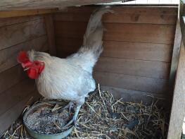 Ein großer Lavendel Araucana Hahn. Schöner Vogel!