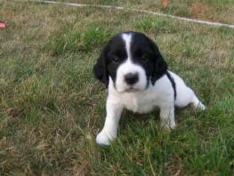 Englischer Springer Spaniel Welpe