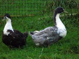 Blaue und schwarze schwedische Enten