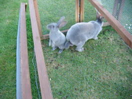Zwei kaninchen in ihrem auslauf
