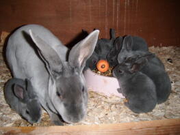 Kaninchen mit babykaninchen