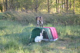 Ziege und kaninchen lieben Omlet