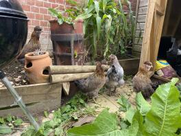 3 schwarzgoldene Araucana-Junghennen mit einem jungen Maran