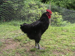 13 Wochen alter Australorp Cockeriel