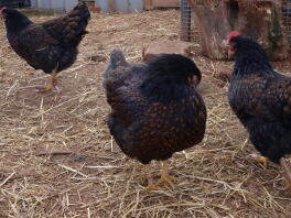 Hannah, Sarah und Blossom the Barnevelders