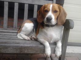 Beagle-hund sitzt auf einer bank