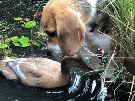 Ein braun-weiß-schwarzer beagle, der eine ente in einem teich betrachtet