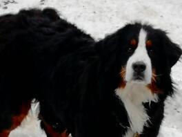 Unser Mädchen ist ziemlich glücklich im Schnee