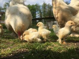 Zwei große hühner und viele kleine gelbe küken standen in einem garten