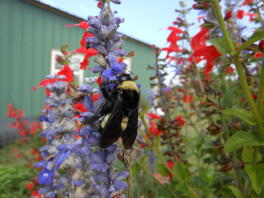 Hummel auf Salvia