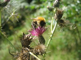 Hummel