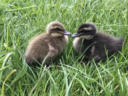 Day Old Khaki Campbell duckte sich