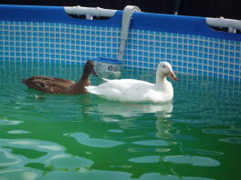 Enten im Pool