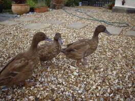 Trio der Mädchen