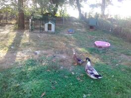 Zwei enten auf einer wiese in einem garten mit auslauf und einem hühnerstall