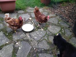 Katze und Hühner teilen sich eine Schüssel Rührei!