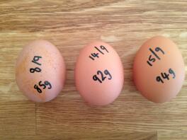 Eines meiner Hühner legt riesige Eier!