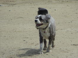 Happy Bo liebt den Strand