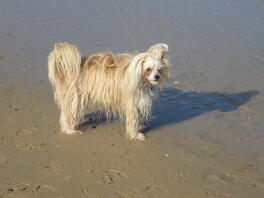 Ollie - Chinesischer Puderquast mit Haube